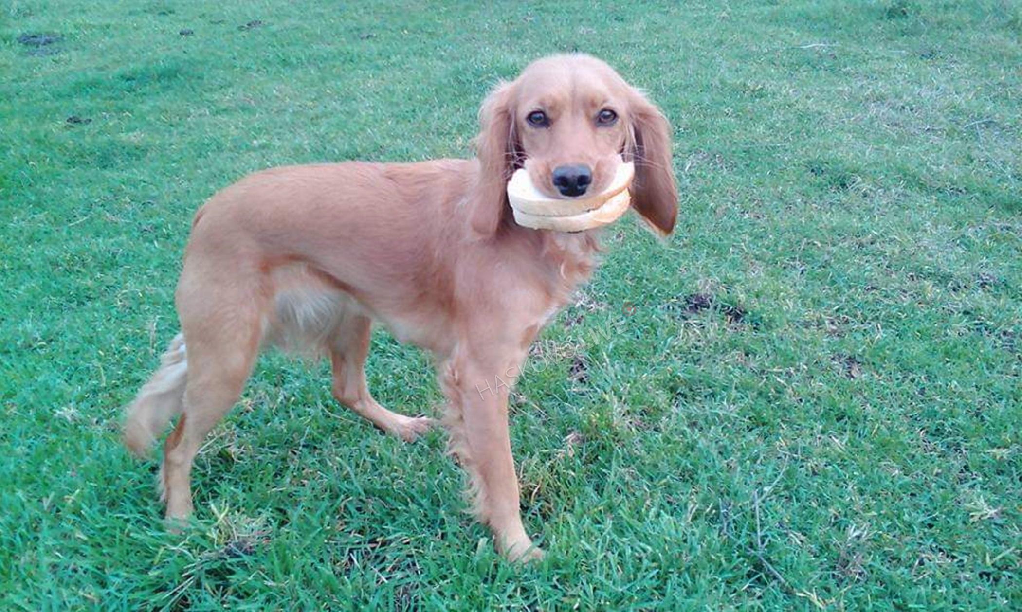 куче лигла с хляб в устата