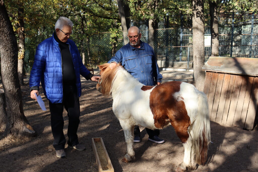 пони